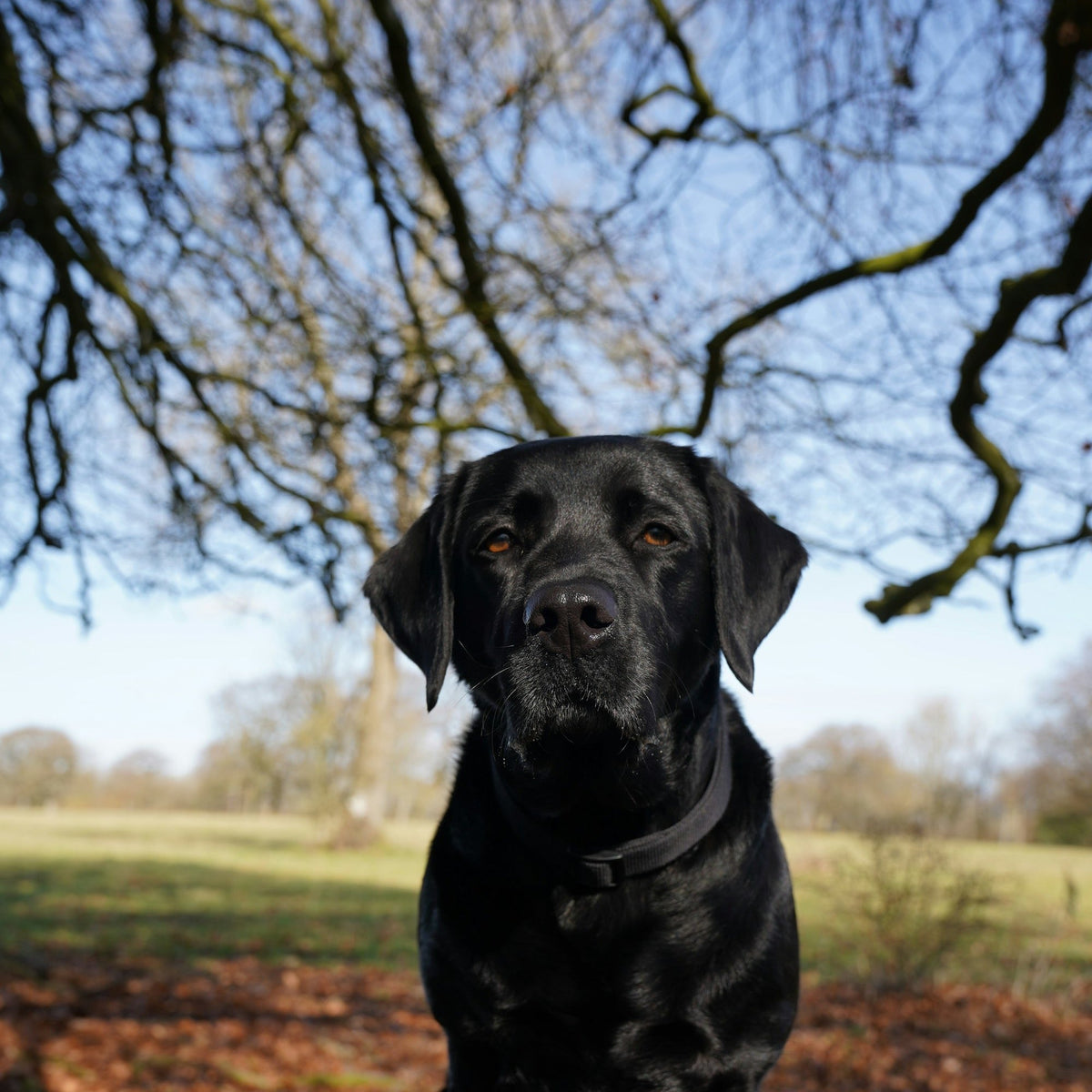 A black Labrador sitting under bare trees in soft daylight, looking at the camera at eye level, with brown eyes and fur texture visible