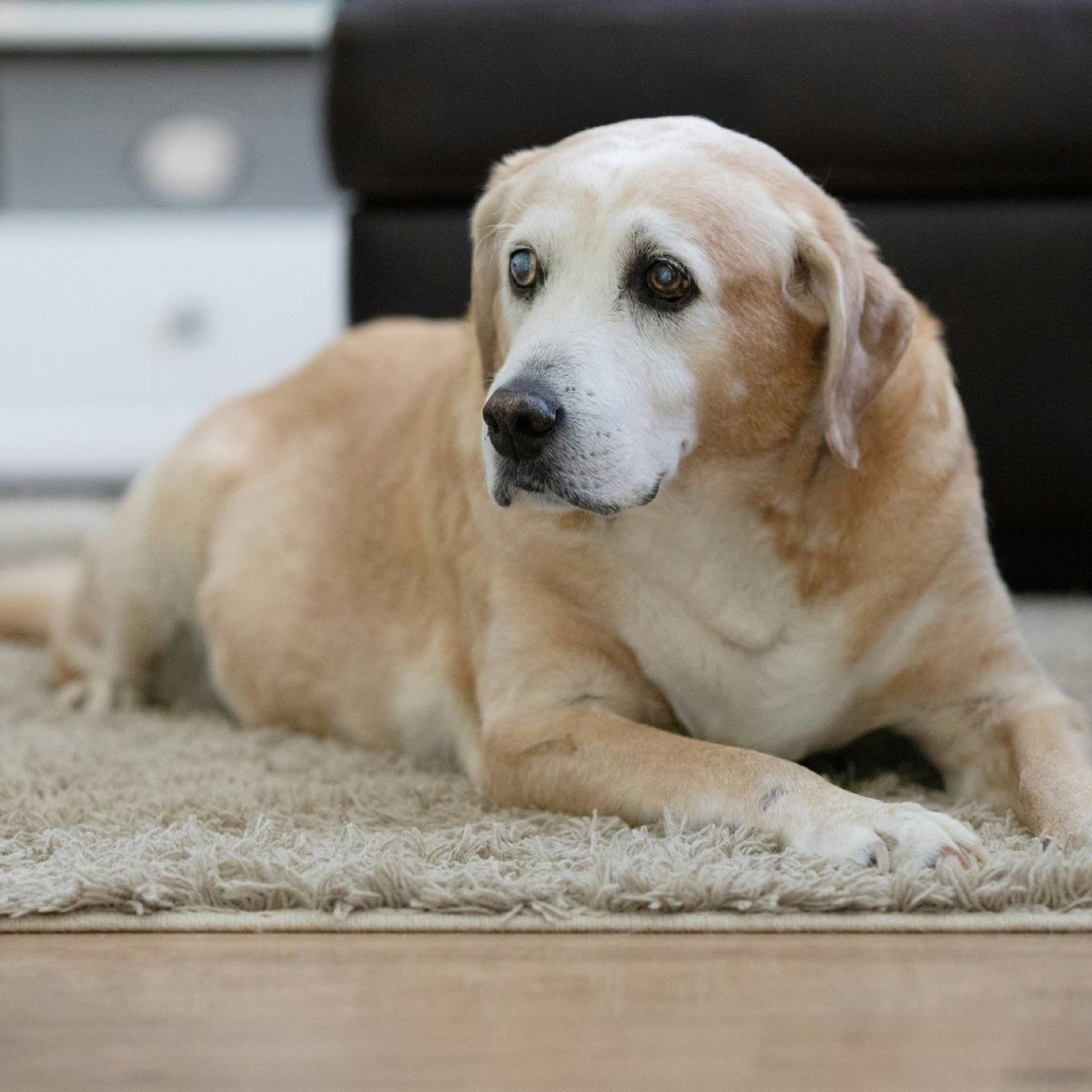 An old yellow Labrador with a pale face lying on a shaggy rug in a bright living room