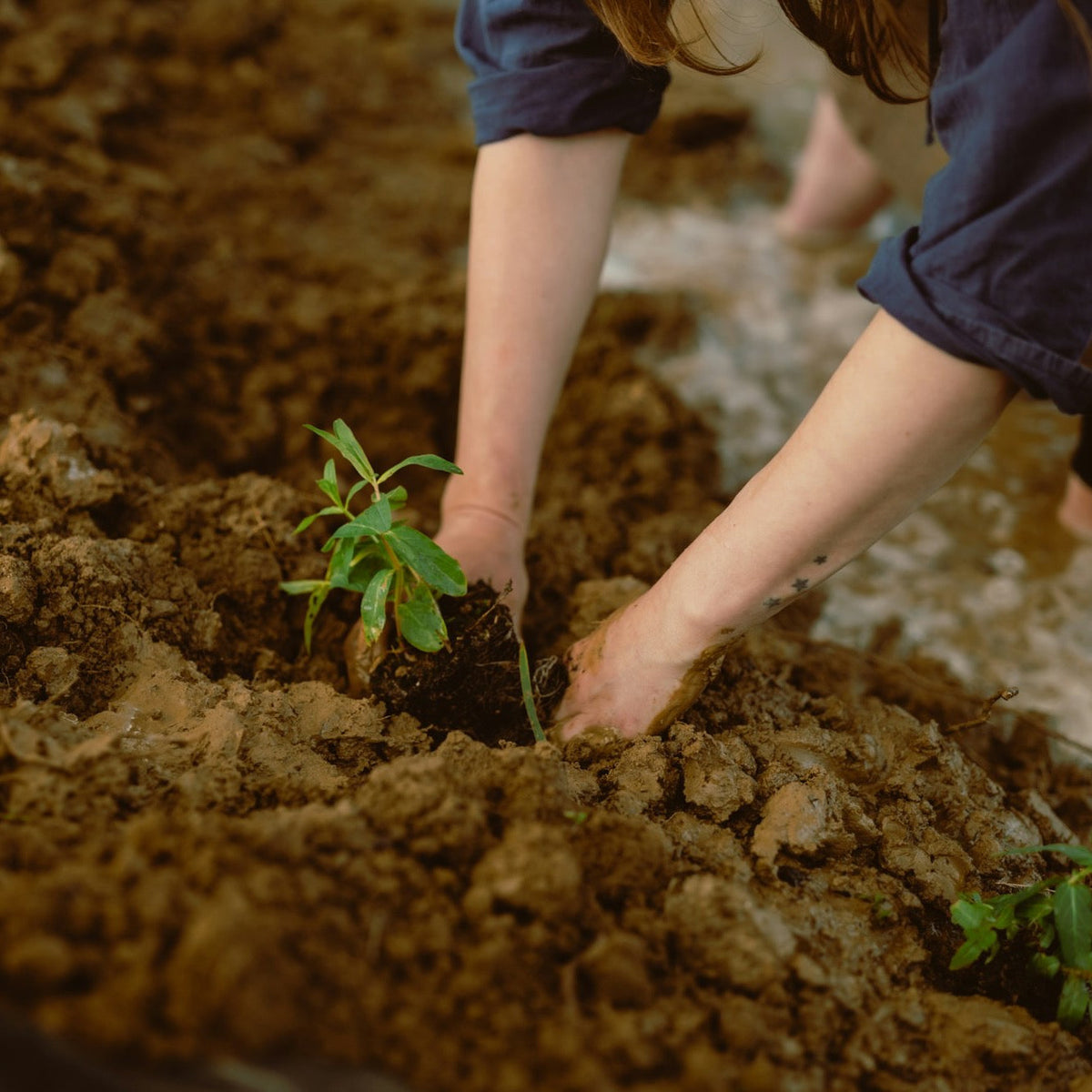 Two hands pressing soil around a small green seedling in a freshly dug garden bed