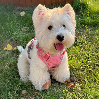 Fluffy white West Highland terrier sitting on the grass