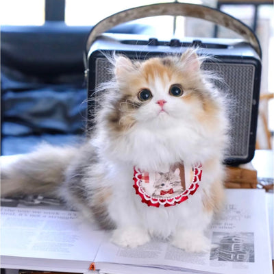 Fluffy calico kitten standing on an open magazine