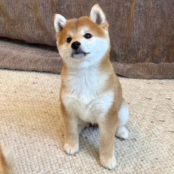 A pet photographed on a phone in daylight, face clear