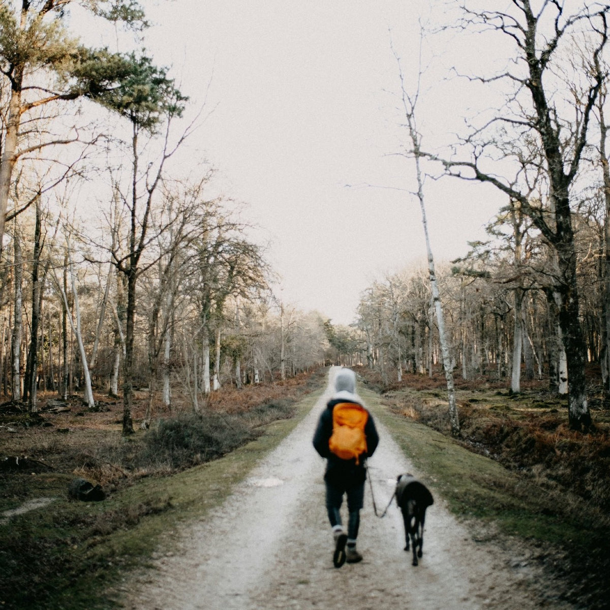 A person in a gray hood and orange backpack, seen from behind, walking a dark greyhound-type dog in a coat along a gravel track through leafless woods
