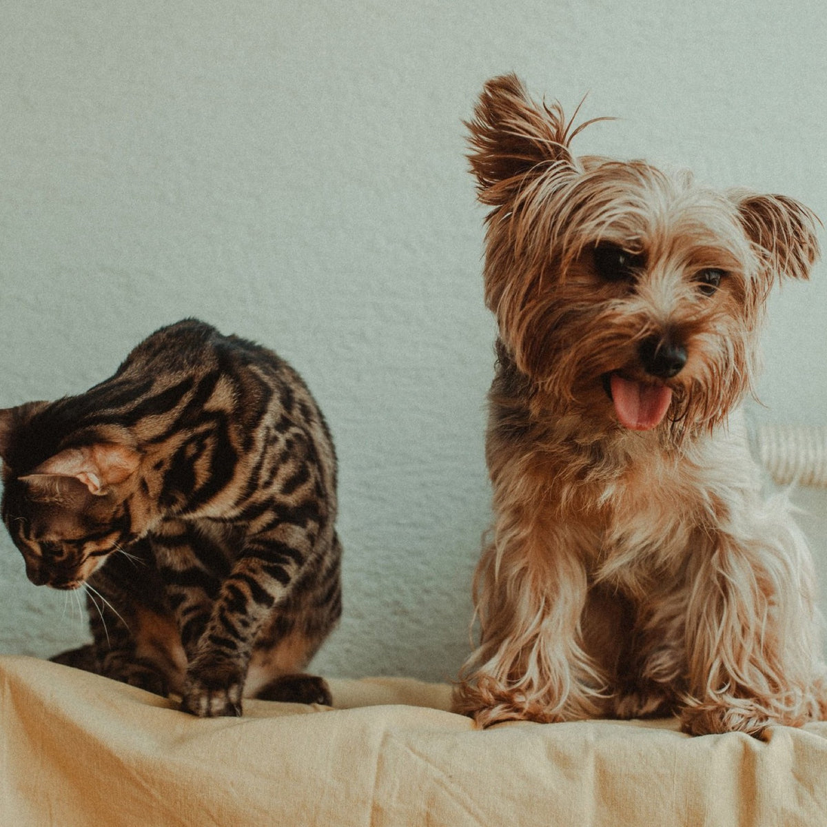 A striped kitten looking down beside a small long-haired terrier with its tongue out, both sitting on a cream blanket against a pale wall