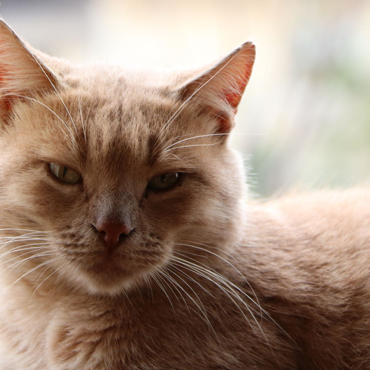 Close-up of a ginger cat lying by a bright window, looking toward the camera with half-closed eyes