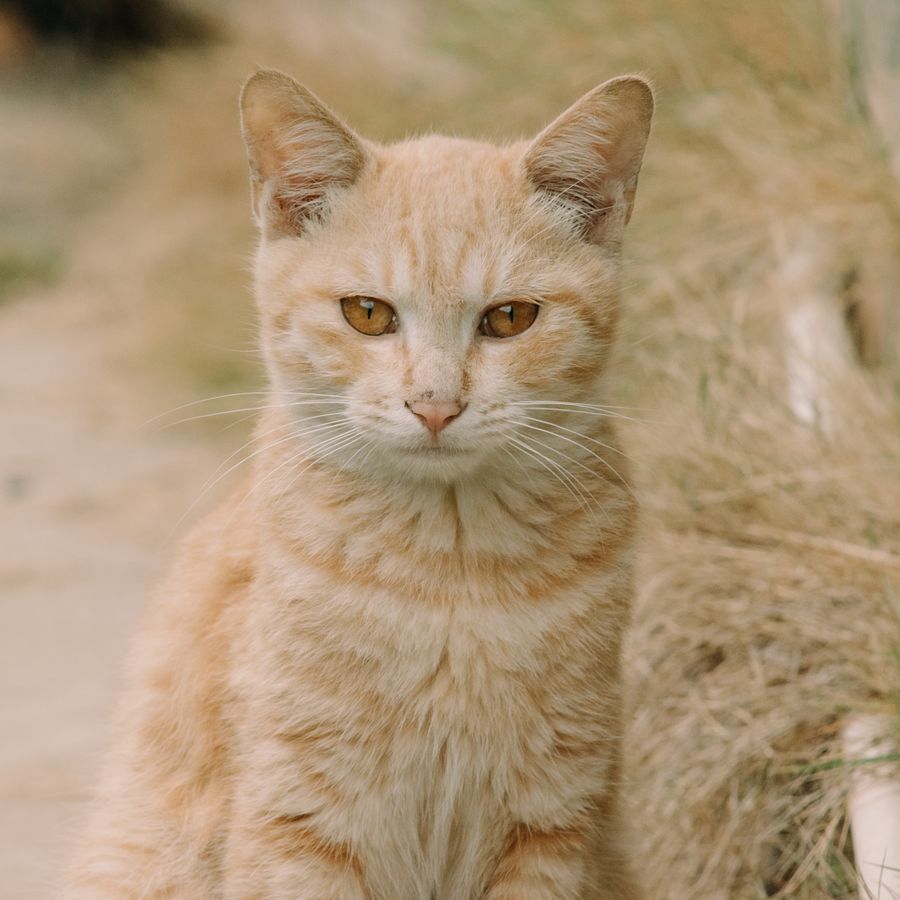 A cream tabby cat resting in warm sunlight — remembering a beloved pet