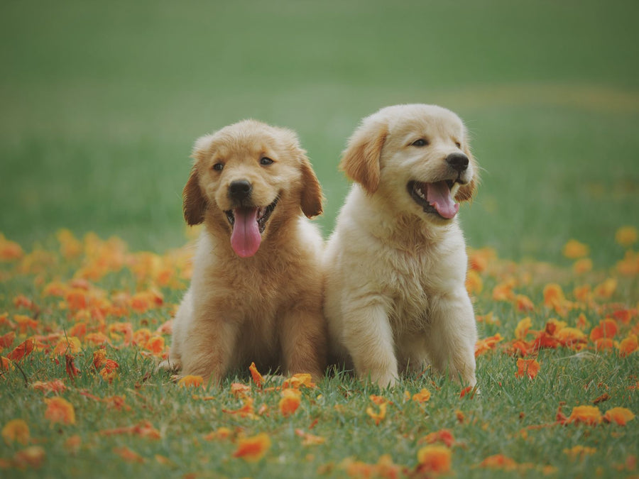 Custom Pet Figurine Buyer's Guide: Styles, Sizes & What to Expect