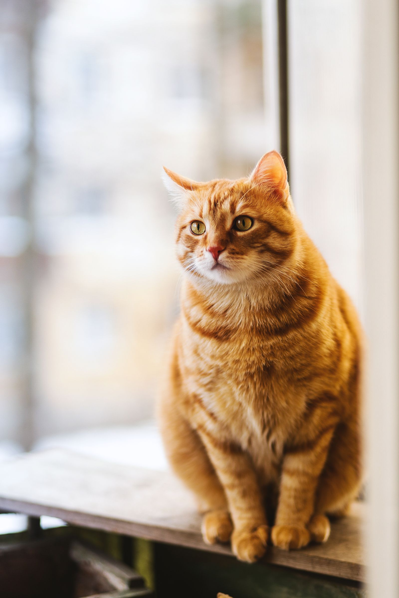 Ginger cat sitting quietly by a bright window