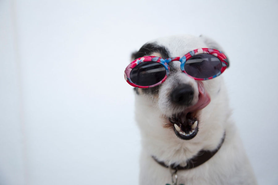 Why We Only Make Pets (and Why Cute Is Harder Than It Looks)