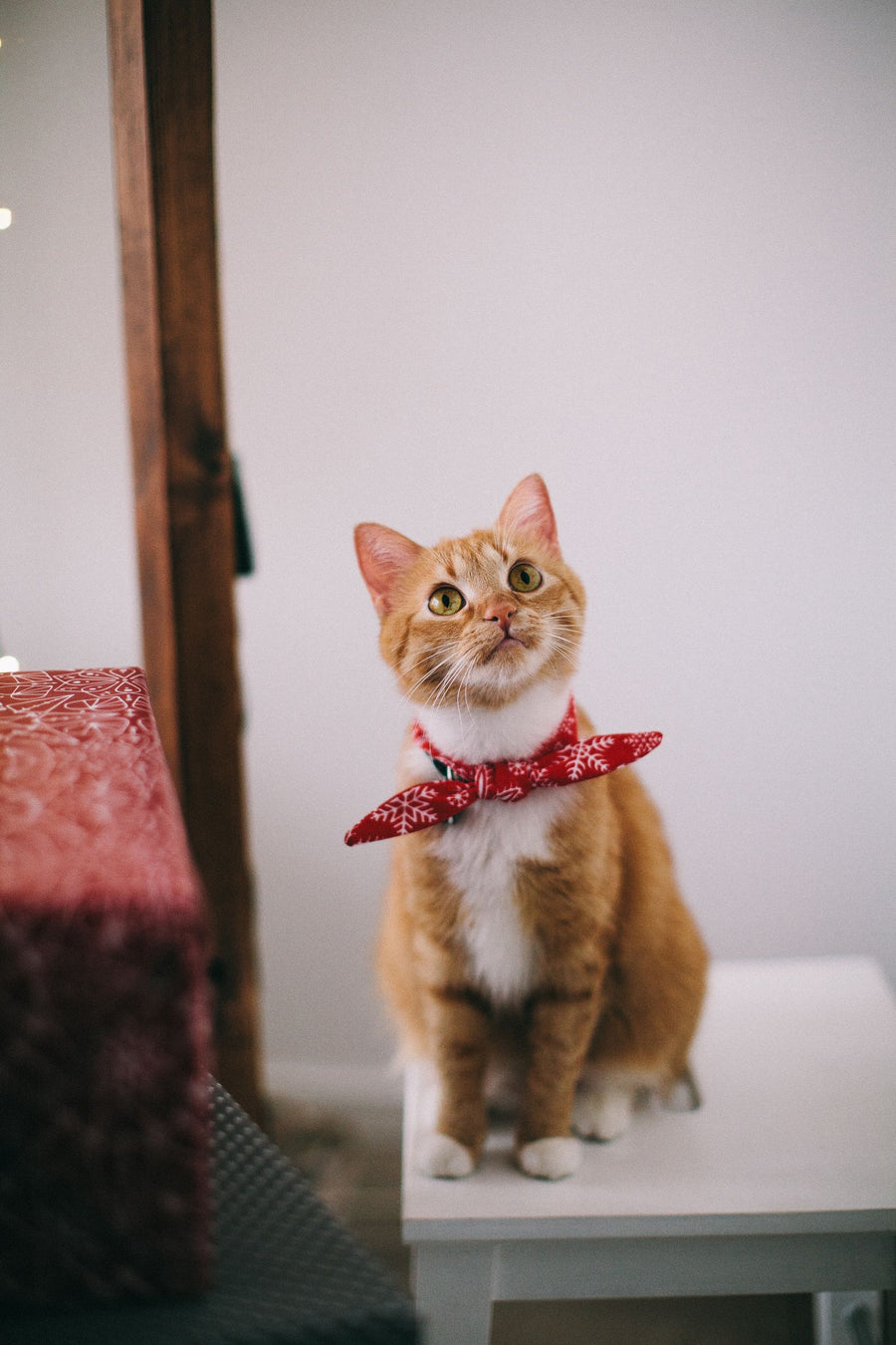 10 Gift Ideas for Dog Moms & Cat Dads Who Have Everything