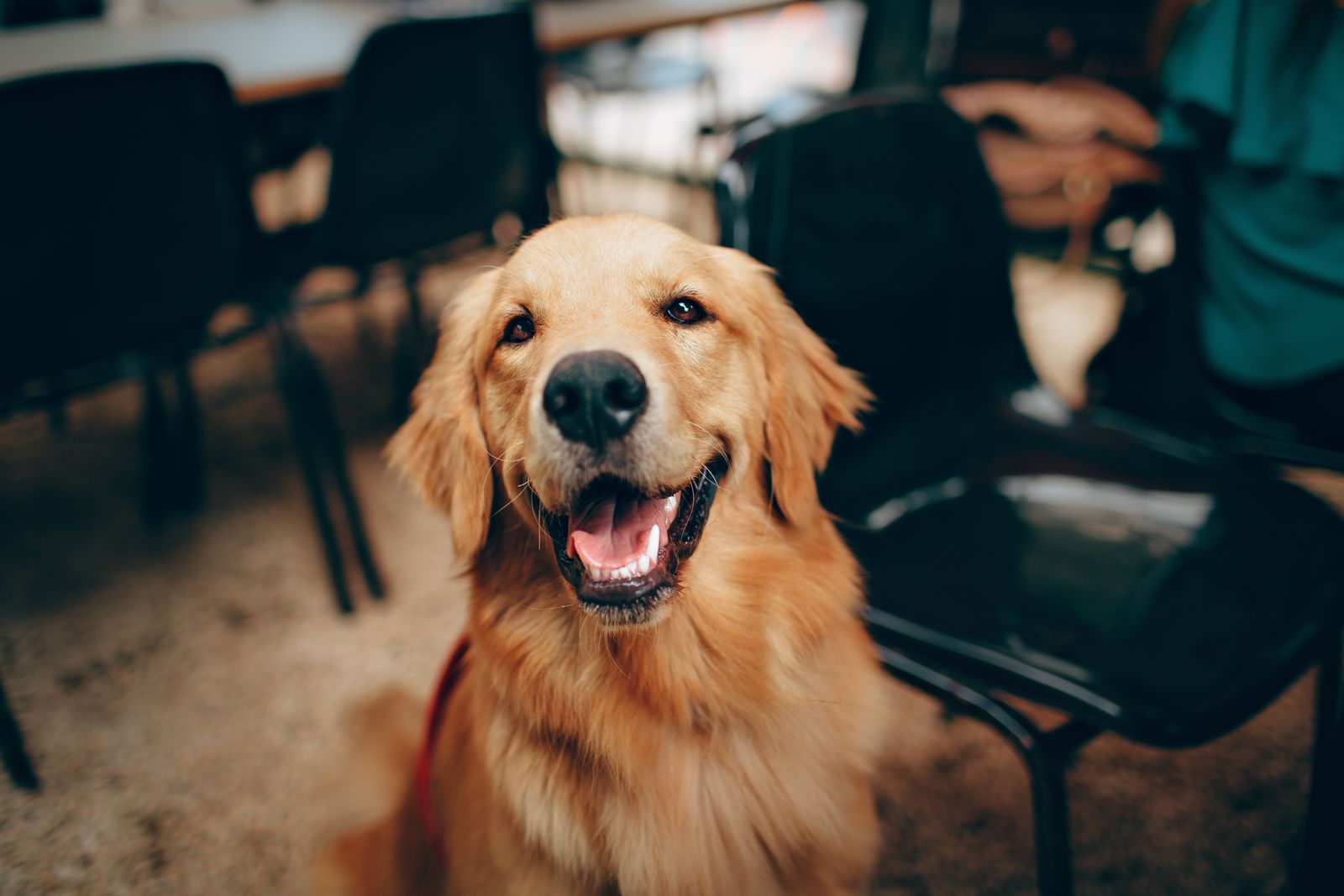 Golden retriever looking straight at the camera with a happy smile