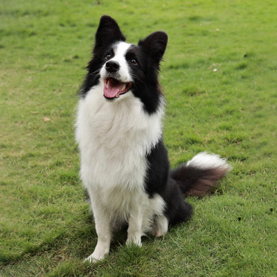 Black and white border collie sitting on the grass